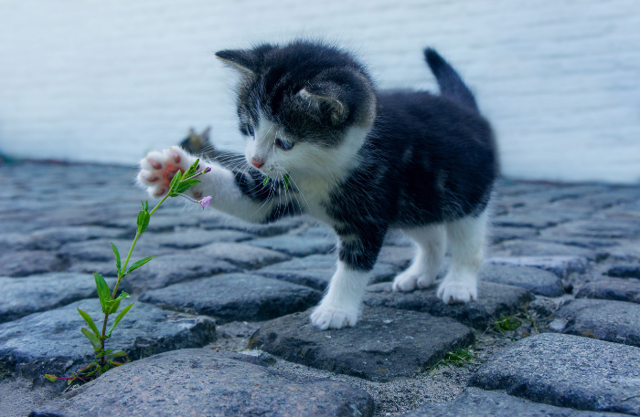 Una immagine di un gattino per portare la tesi che i follower nel materno infantile non si trasformano in clienti